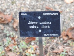 Silene uniflora thorei