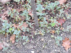 Silene uniflora thorei