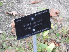 Silene uniflora uniflora