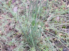 Silene uniflora uniflora