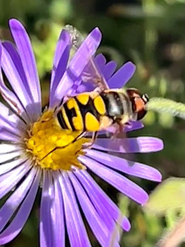 Unknown species found near Commerce Dr, Jefferson City, MO, US
