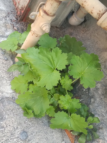 Lobed-leaf stingbush (Eucnide lobata)