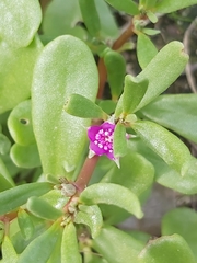Portulaca oleracea