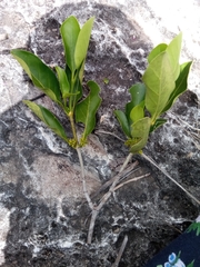 Pyrostria