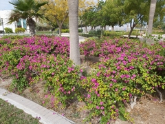 Bougainvillea spectabilis