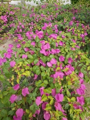 Bougainvillea spectabilis