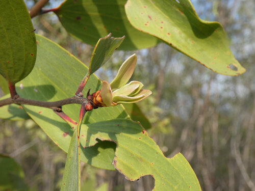 Broad Leaved Tea Tree (Melaleuca viridiflora)