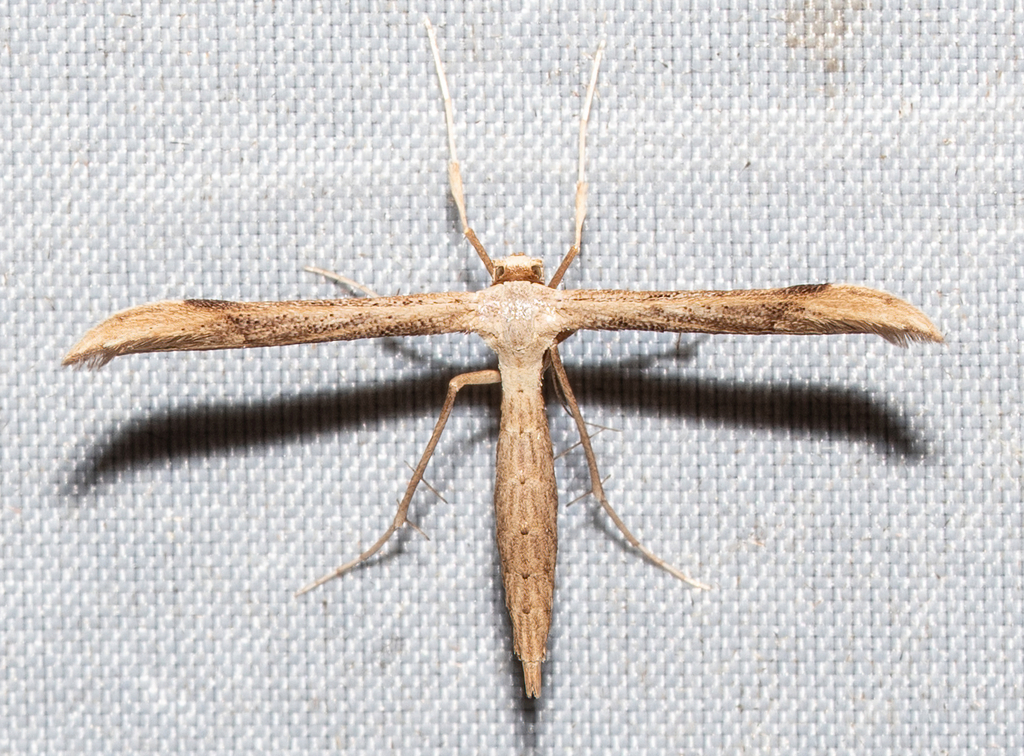 Oidaematophorus vafradactylus