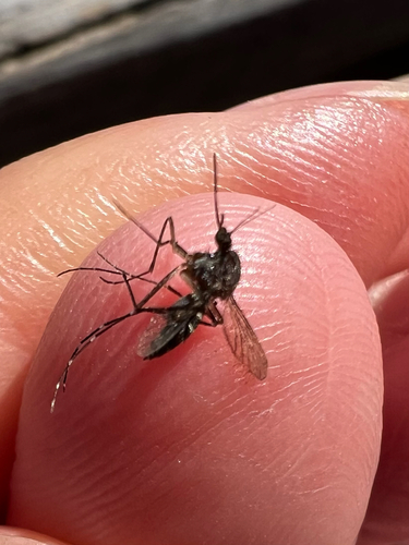Unknown species found near W J Janes Memorial Scenic Dr, Copeland, FL, US