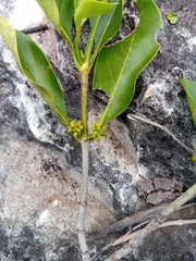 Pyrostria