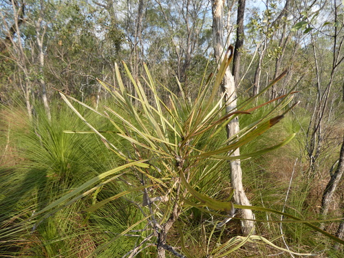 Beefwood (Grevillea parallela)