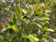 Ficus