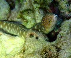 Myrichthys breviceps