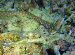 Myrichthys breviceps