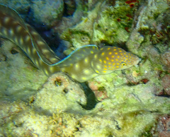 Myrichthys breviceps