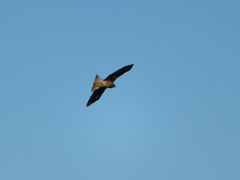 Milvus migrans lineatus