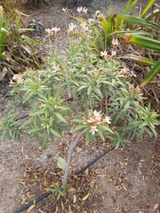 Nerium oleander