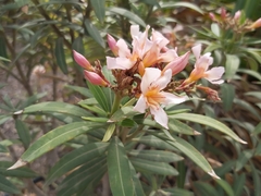 Nerium oleander