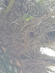 Myiopsitta monachus