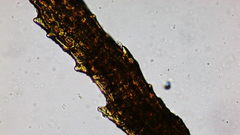 Dicranum howellii