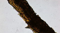 Dicranum howellii