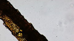 Dicranum howellii