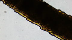 Dicranum howellii