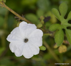 Ipomoea pes-tigridis