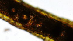 Dicranum howellii