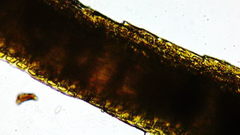 Dicranum howellii