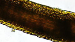 Dicranum howellii