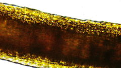 Dicranum howellii
