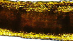 Dicranum howellii
