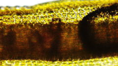 Dicranum howellii
