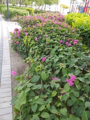 Bougainvillea spectabilis