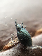 Ischnopterapion virens