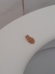 Dendropsophus oliveirai