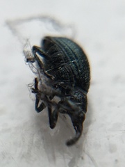 Ischnopterapion virens