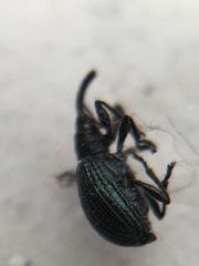Ischnopterapion virens