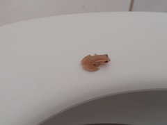 Dendropsophus oliveirai