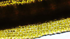 Dicranum howellii