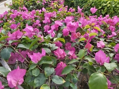 Bougainvillea spectabilis