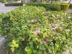 Bougainvillea spectabilis