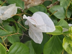 Bougainvillea spectabilis