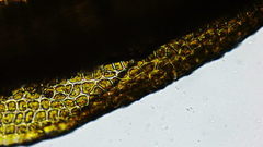 Dicranum howellii