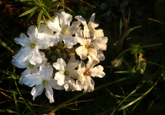 Glandularia platensis