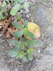 Portulaca oleracea