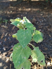 Solanum nigrum