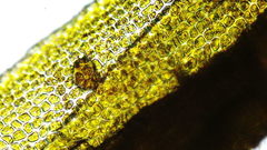 Dicranum howellii