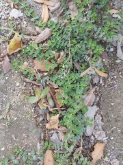 Euphorbia serpens